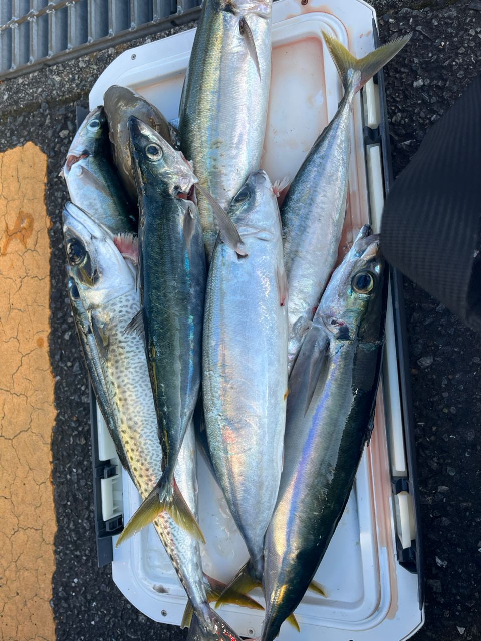 ゆごめたるさんの釣果 2枚目の画像