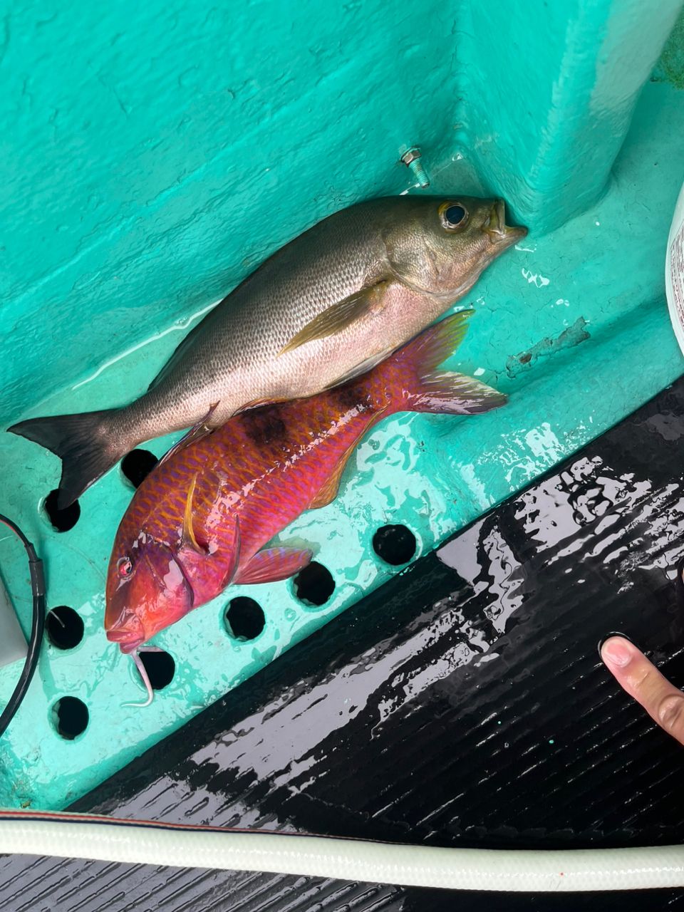 ゆごめたるさんの釣果 3枚目の画像