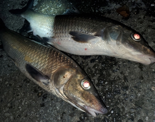 ニゴイの釣果