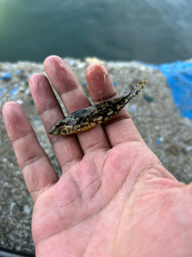 アナハゼの釣果