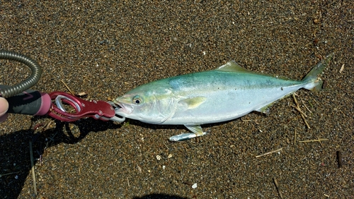 イナダの釣果