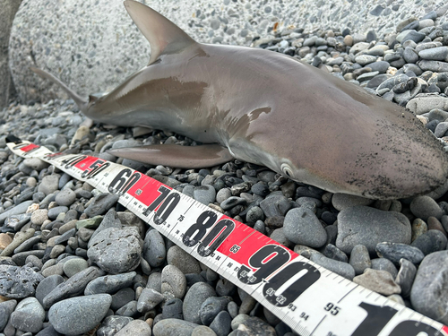 サメの釣果