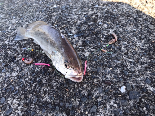 イシモチの釣果