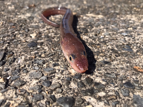 アナゴの釣果