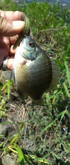 ブルーギルの釣果