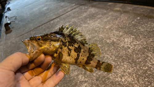 タケノコメバルの釣果