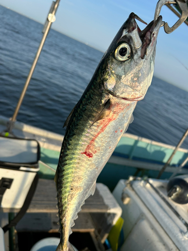 サバの釣果