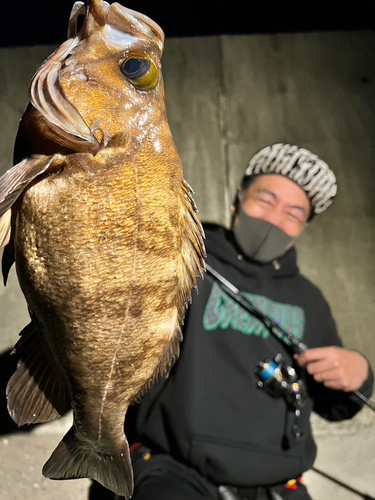 メバルの釣果