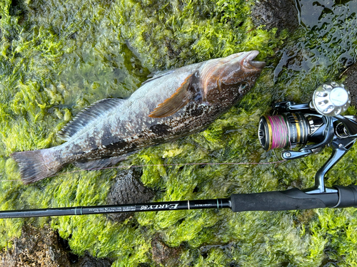 アイナメの釣果