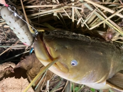 ナマズの釣果