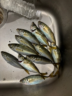 アジの釣果