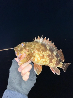 ガシラの釣果