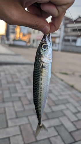 サバの釣果