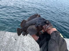 オウゴンムラソイの釣果