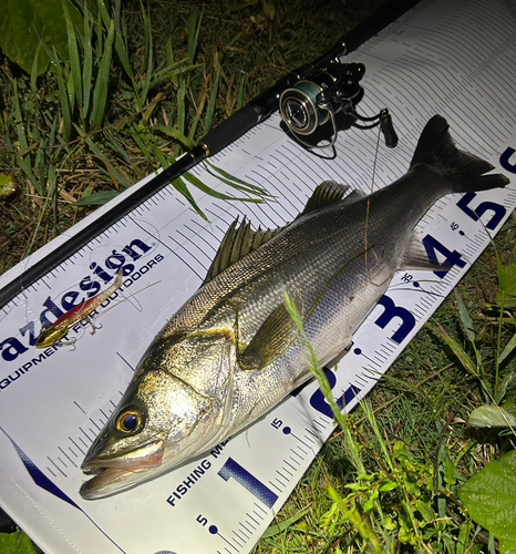 シーバスの釣果