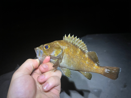 エゾメバルの釣果