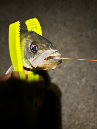 セイゴ（マルスズキ）の釣果