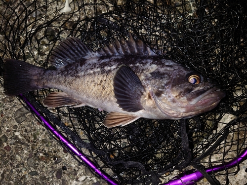 クロソイの釣果