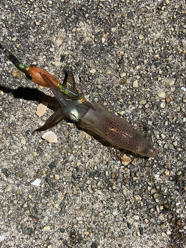 ヒイカの釣果