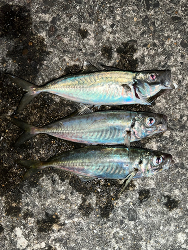 アジの釣果