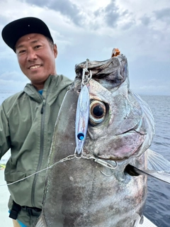 マルヒラアジの釣果