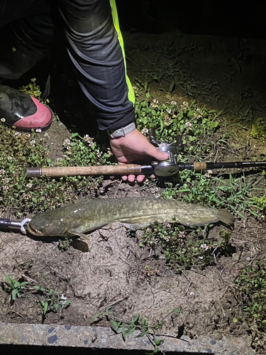 アメリカナマズの釣果