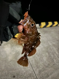 カサゴの釣果