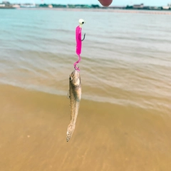 マハゼの釣果