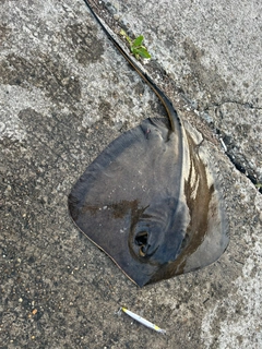 アカエイの釣果