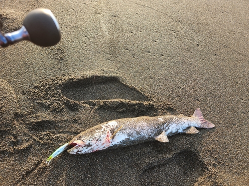 イトウの釣果