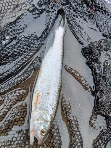 ケタバスの釣果