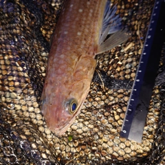 エソの釣果