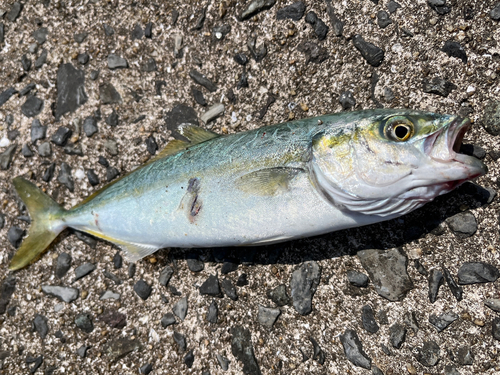 ヤズの釣果