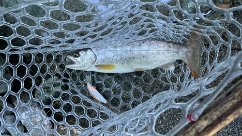 アマゴの釣果