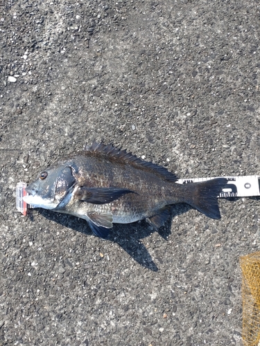 クロダイの釣果