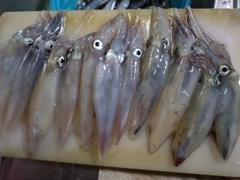 ケンサキイカの釣果