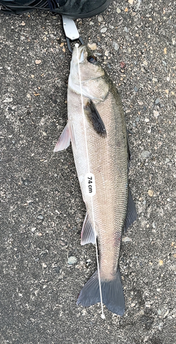 シーバスの釣果