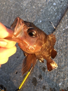 エゾメバルの釣果