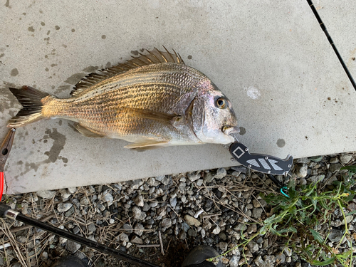 ヘダイの釣果