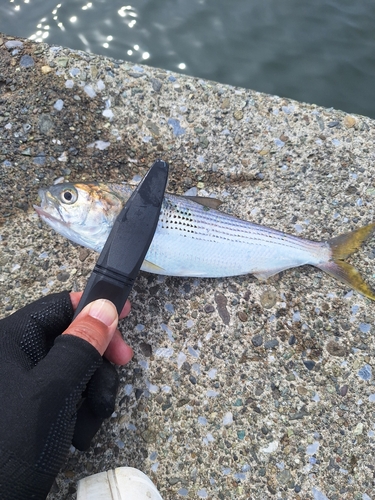 コノシロの釣果