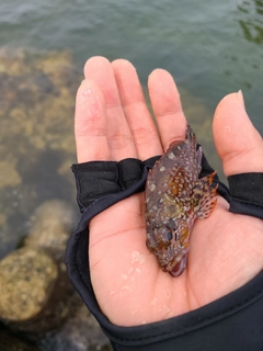 アラカブの釣果