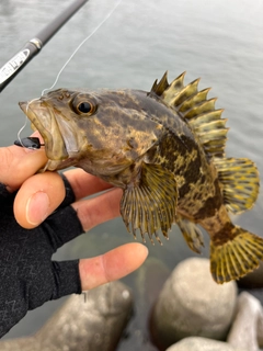 タケノコメバルの釣果