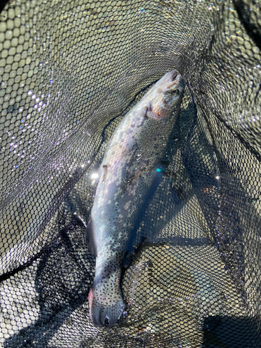 うらたんざわ渓流釣場