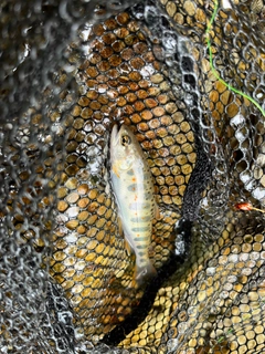 アマゴの釣果