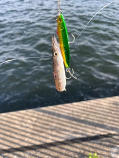 カマスの釣果