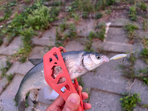 ウグイの釣果