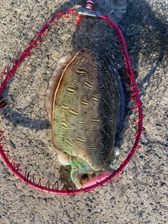 モンゴウイカの釣果