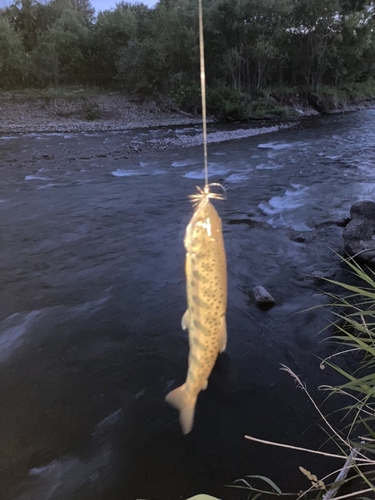 ヤマメの釣果