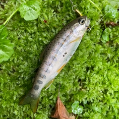 アマゴの釣果