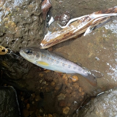 アマゴの釣果